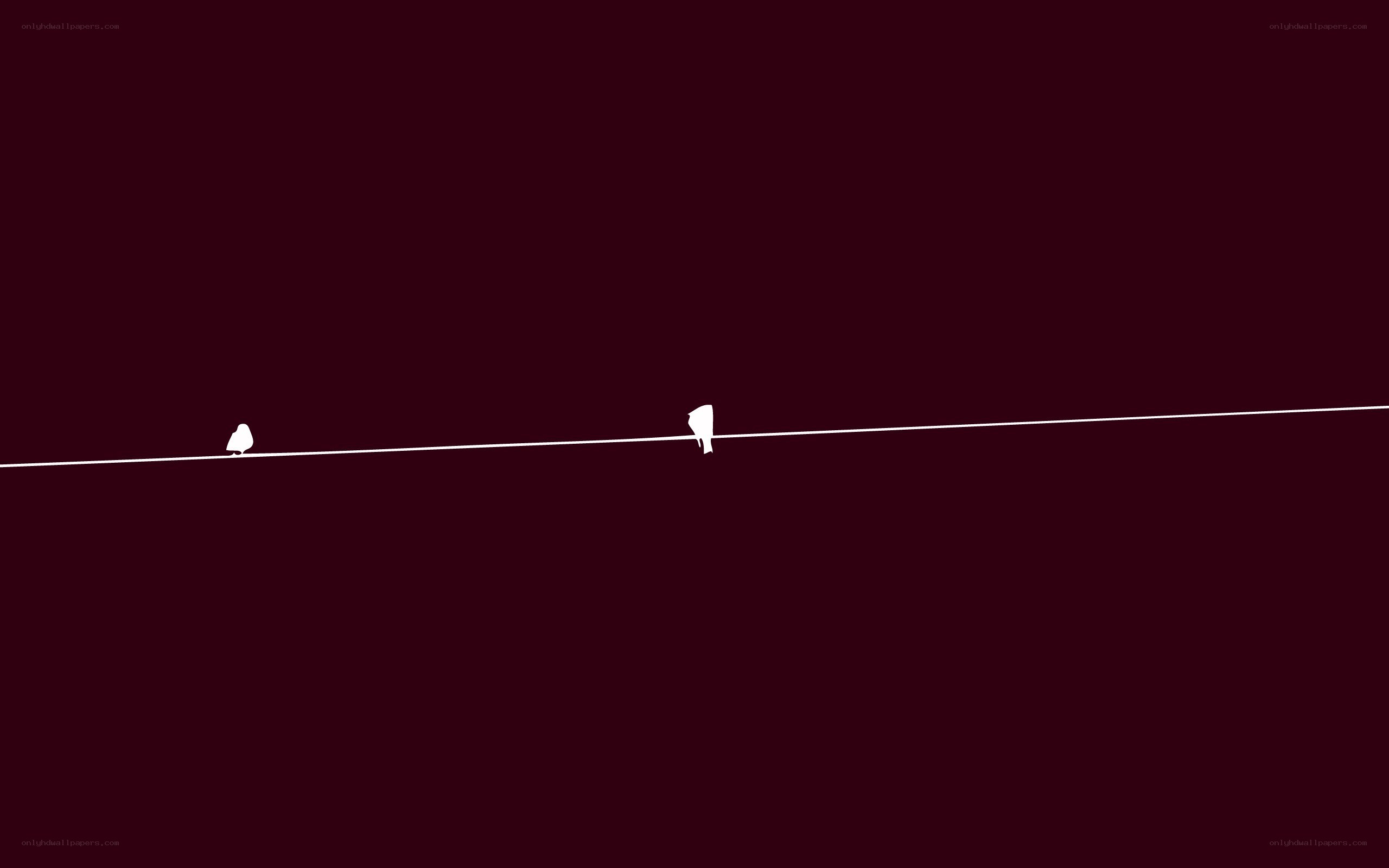 birds on a wire