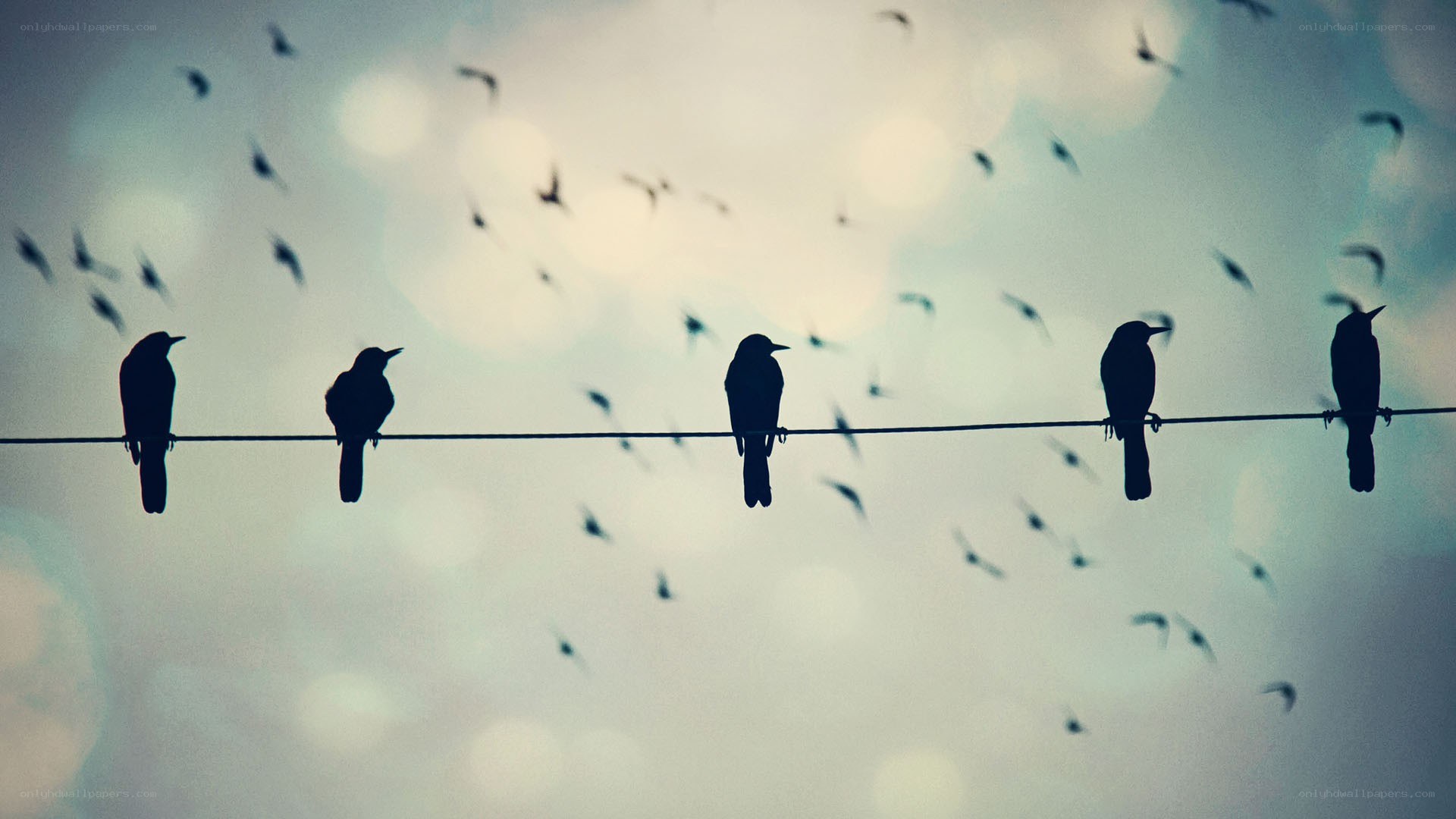 birds on a wire