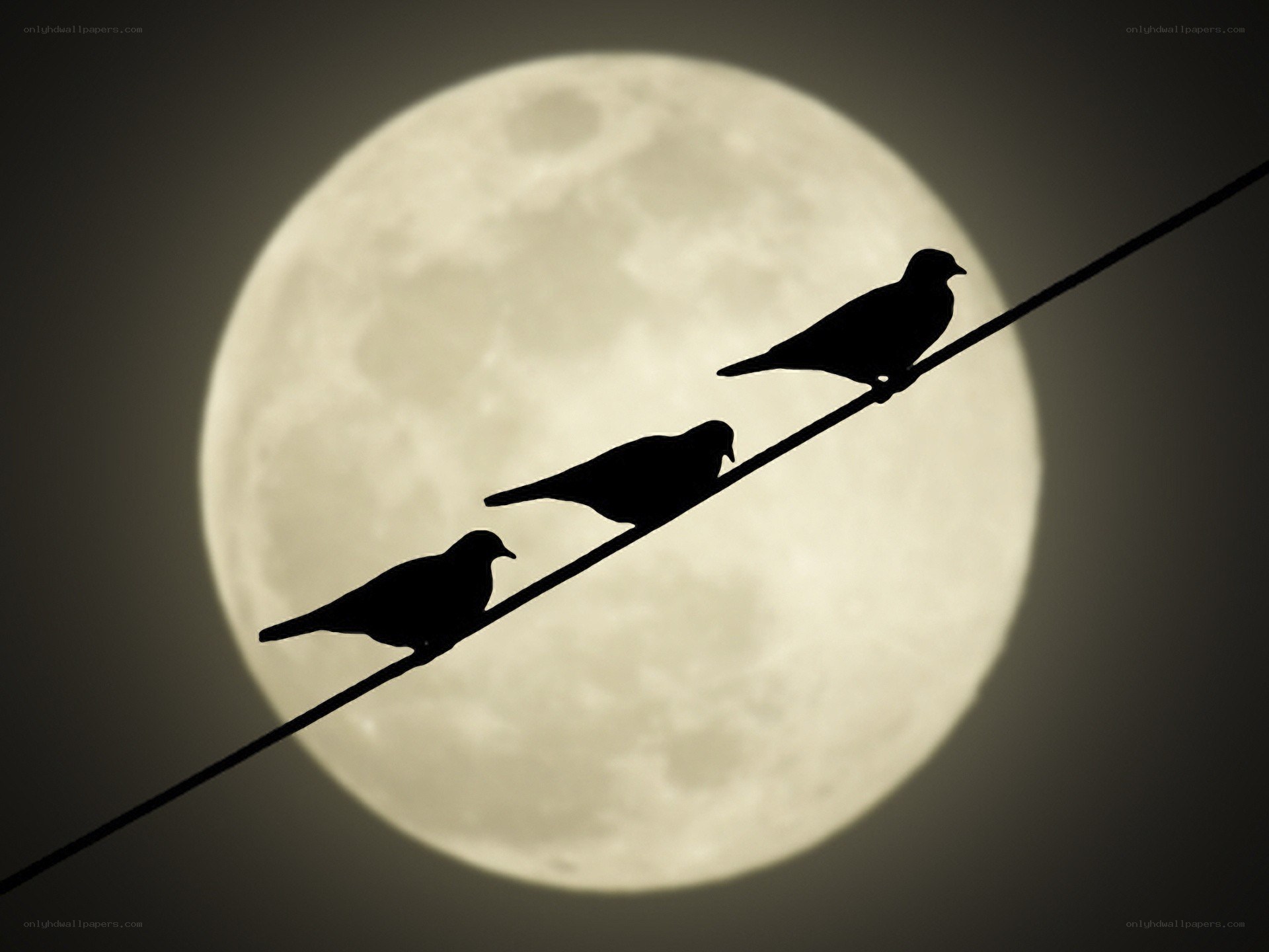 Birds on a wire against the moon