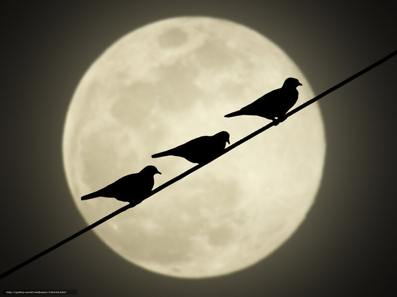 Birds on a wire against the moon