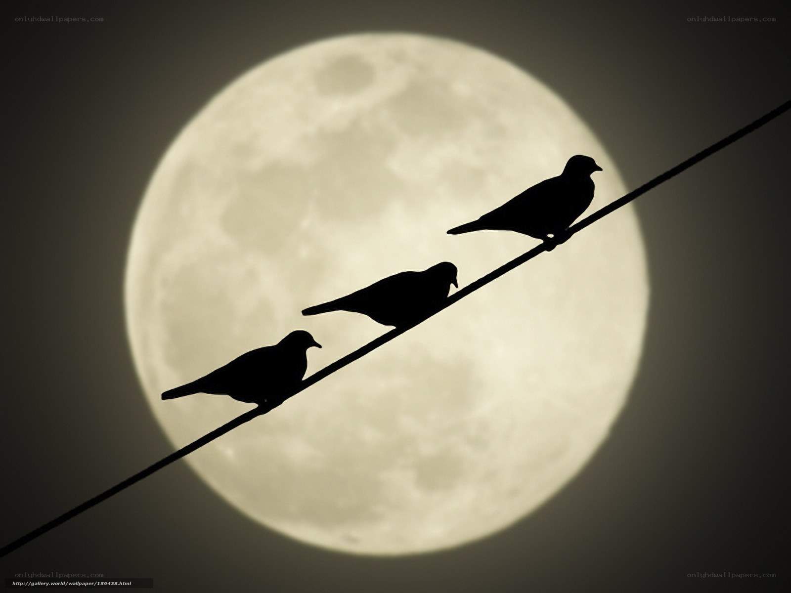 Birds on a wire against the moon