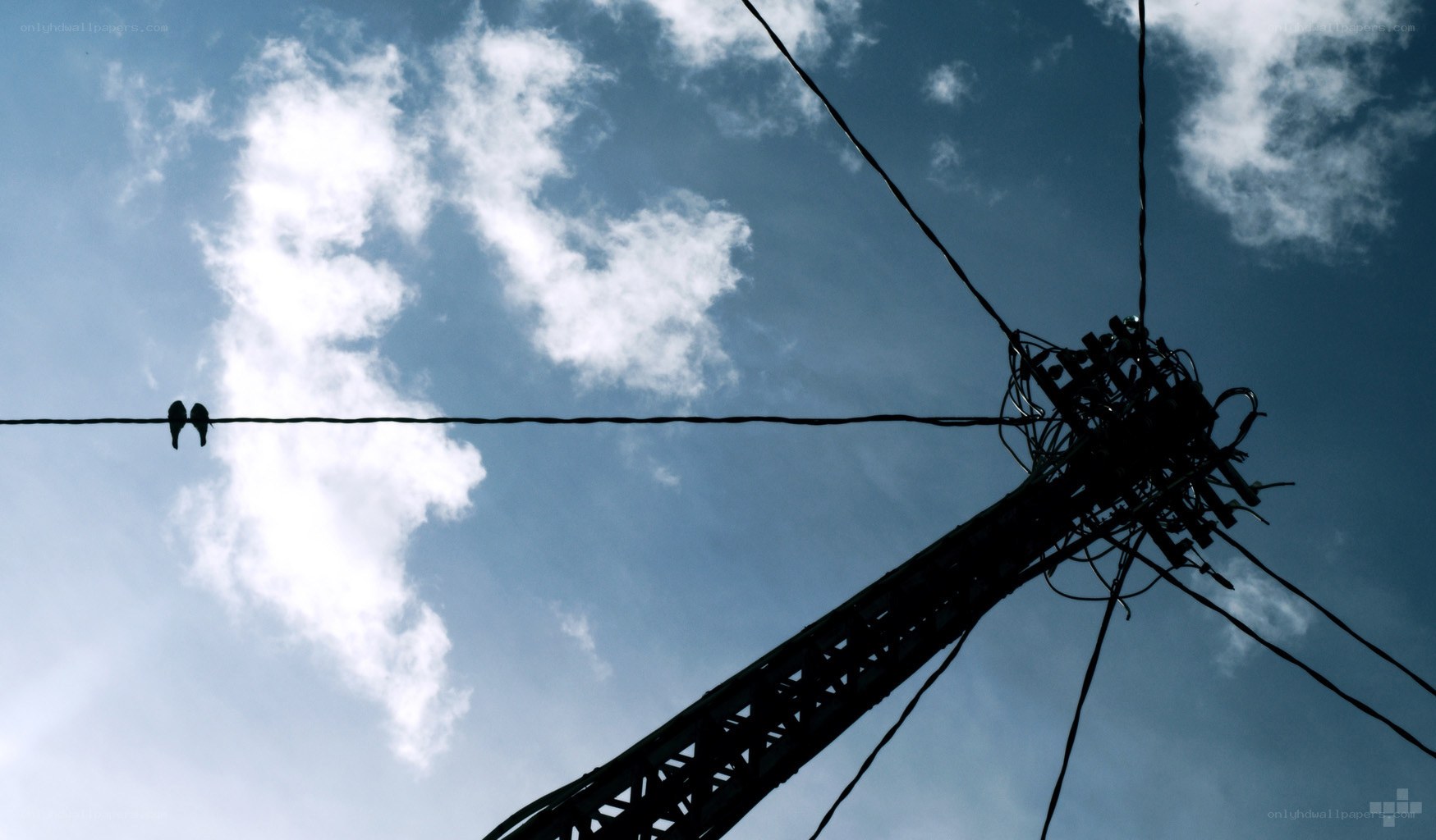 Birds on a wire against the sky