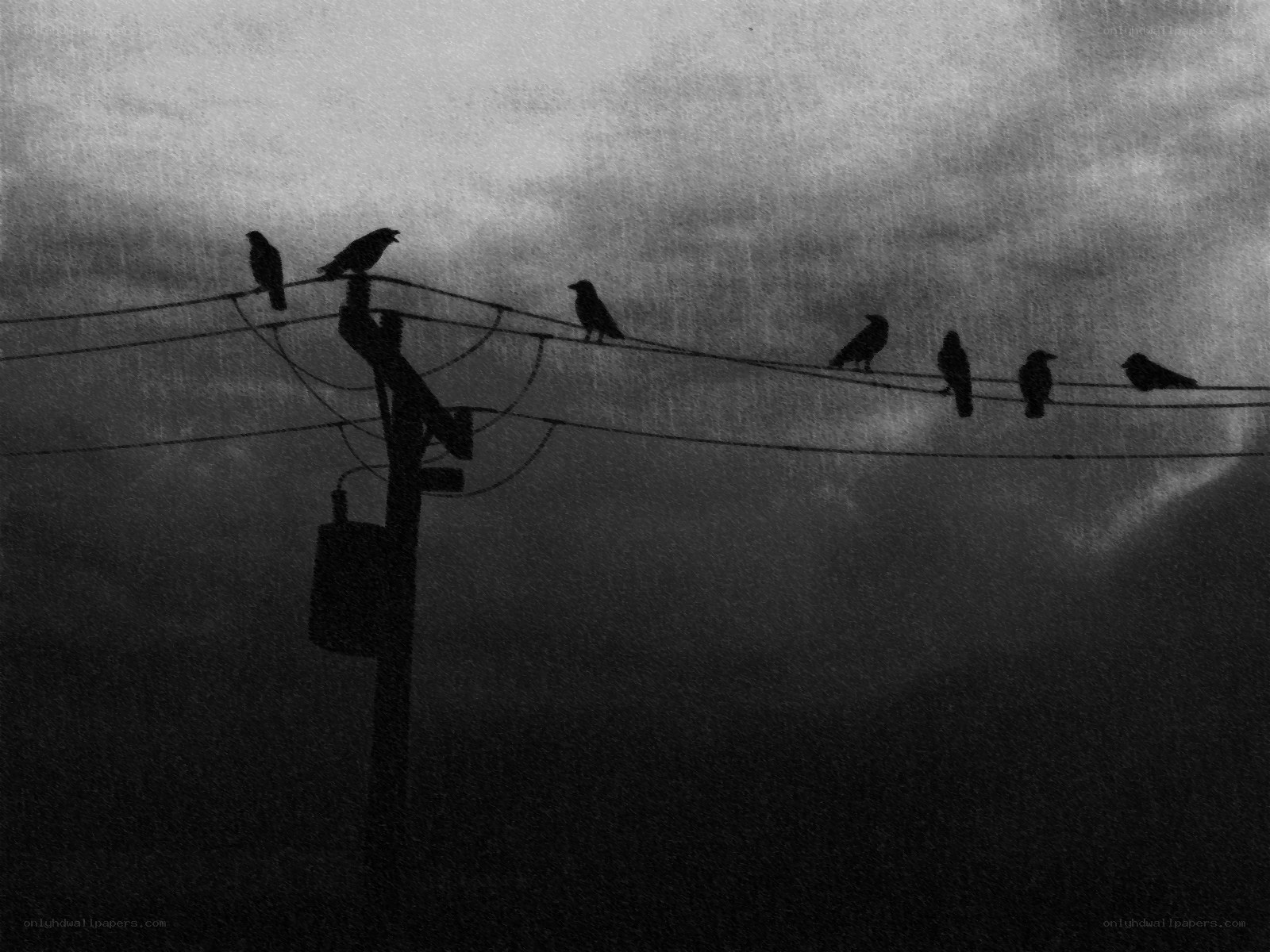 Birds on a wire at dusk