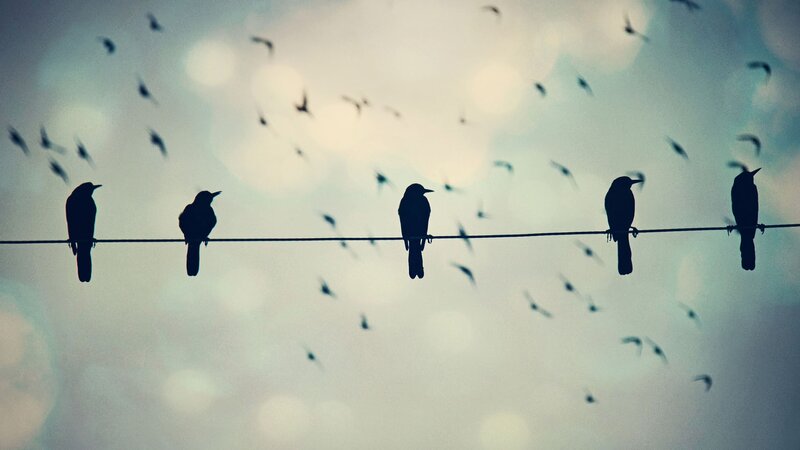 Birds on a Wire — Black, Calm