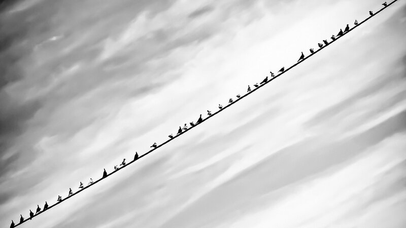 Birds on a Wire — Black, Dramatic