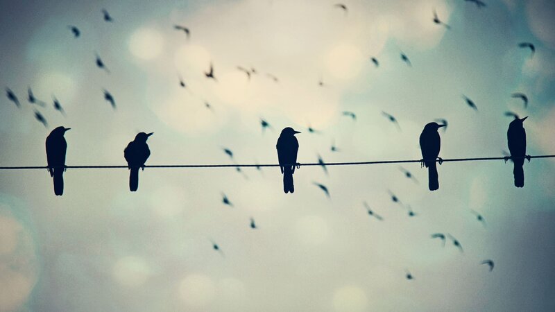 Birds on a Wire — Black