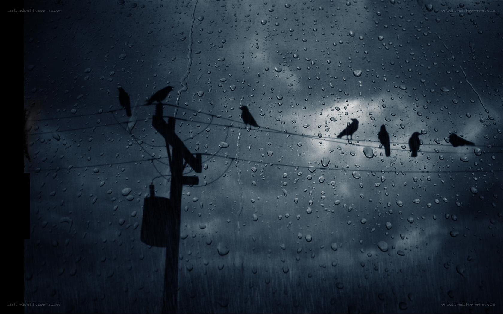 Birds on a wire in rain