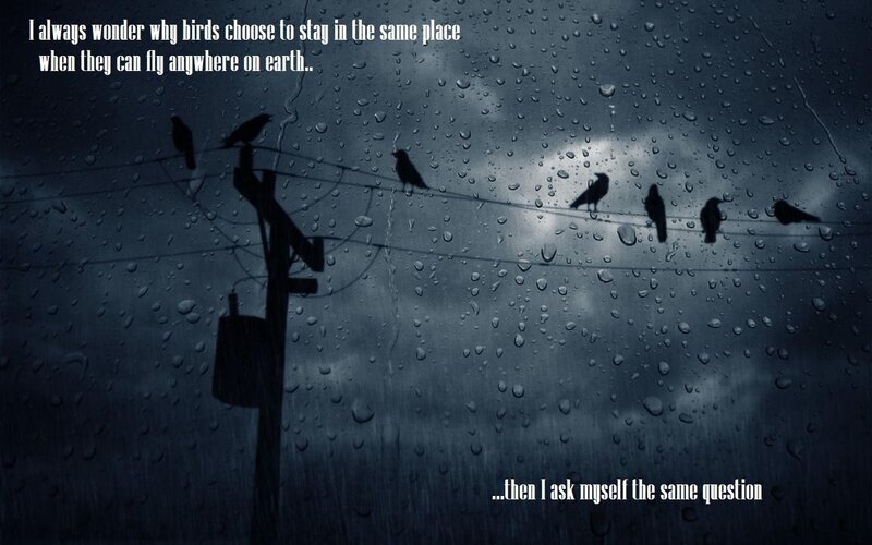 birds on a wire in rain