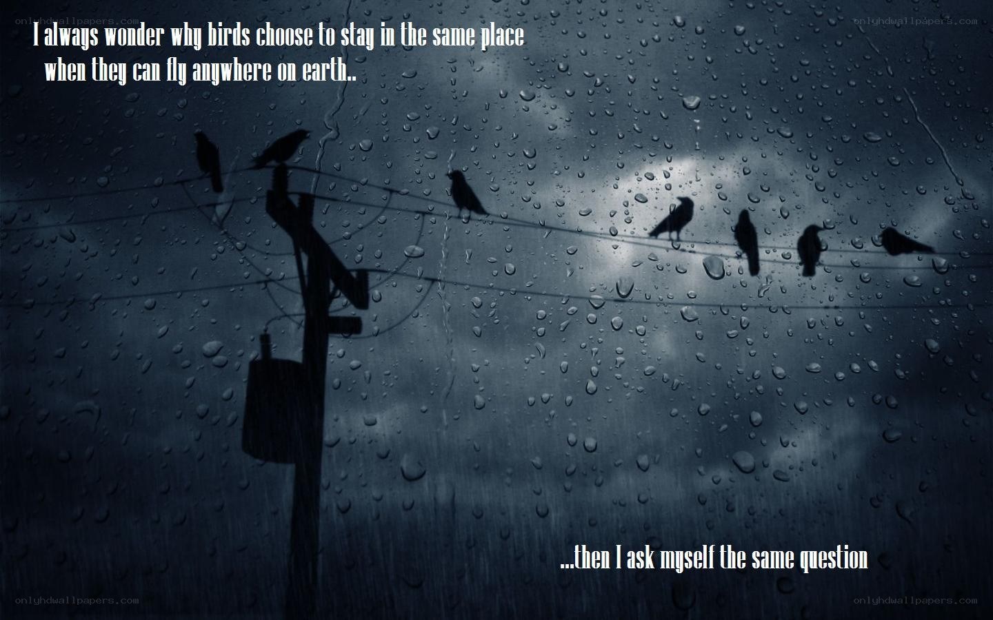 birds on a wire in rain