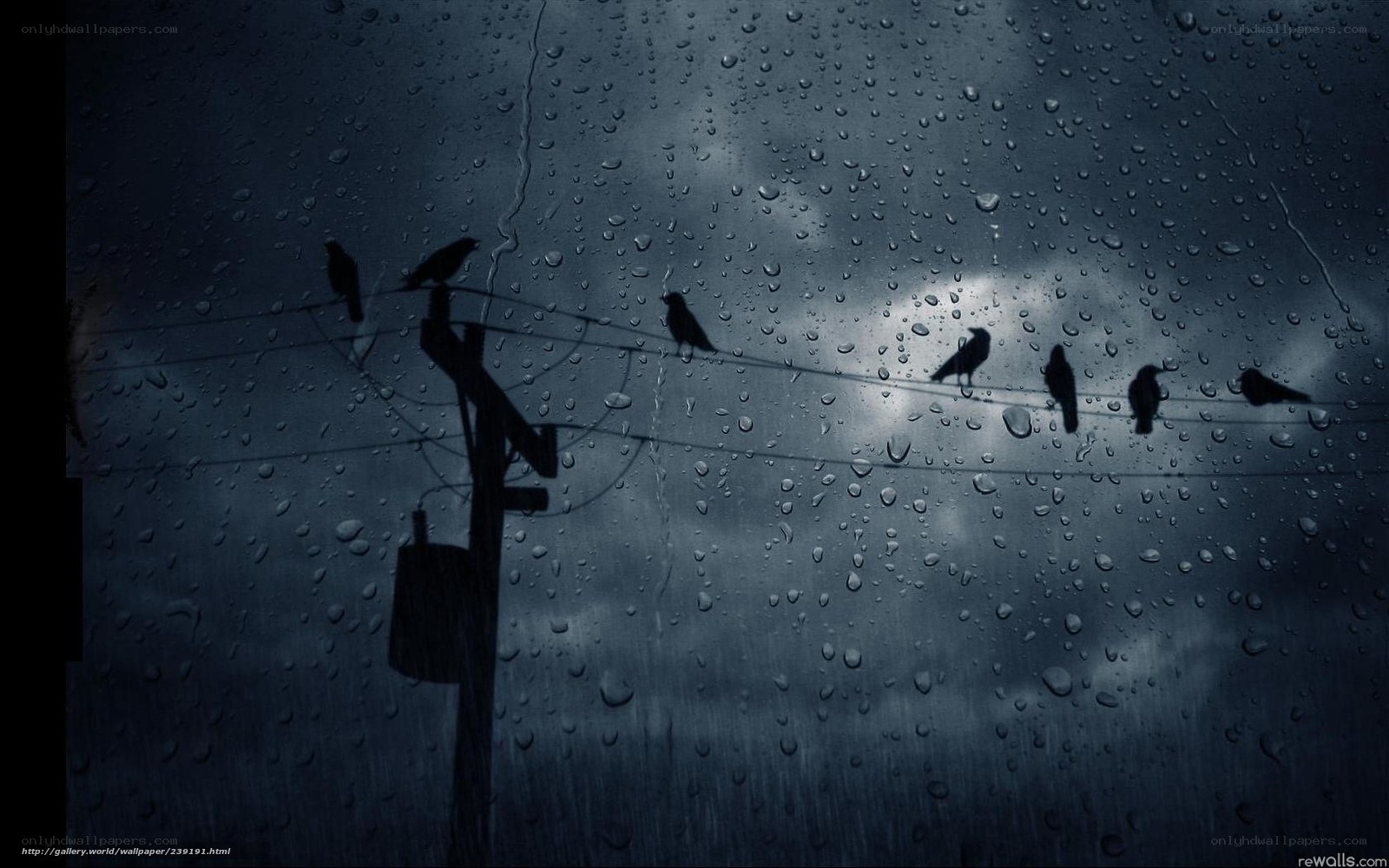 Birds on a wire in rain