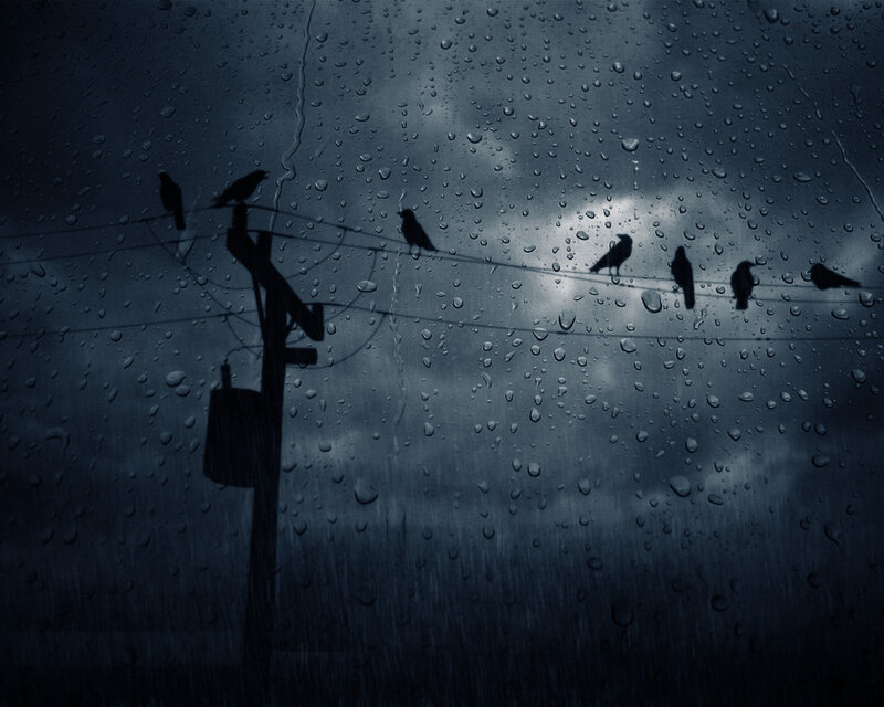 Birds on a wire in the rain