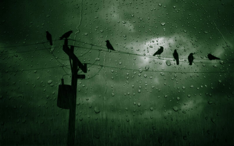 Birds on a wire in the rain