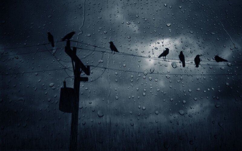 Birds on a wire in the rain