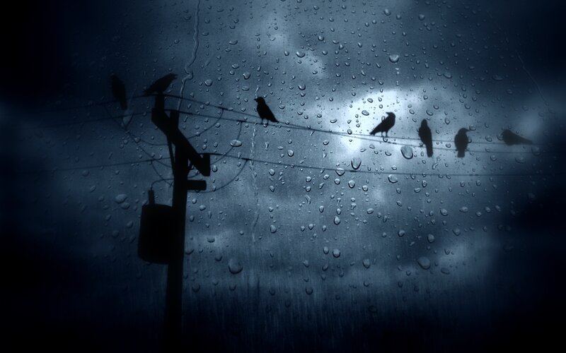 Birds on a wire in the rain