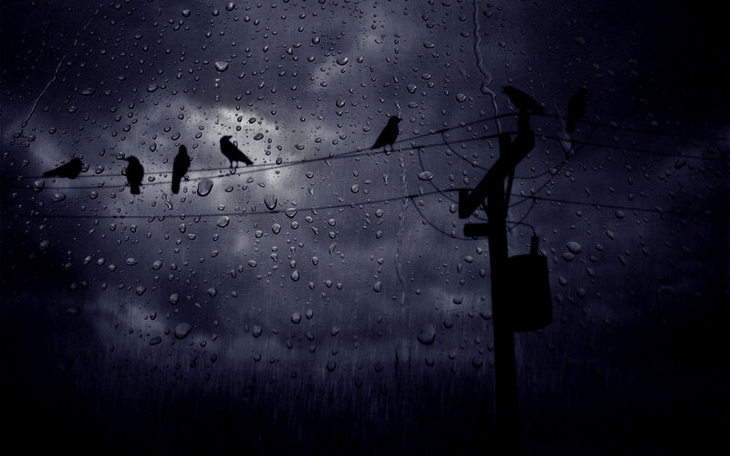 Birds on a wire in the rain