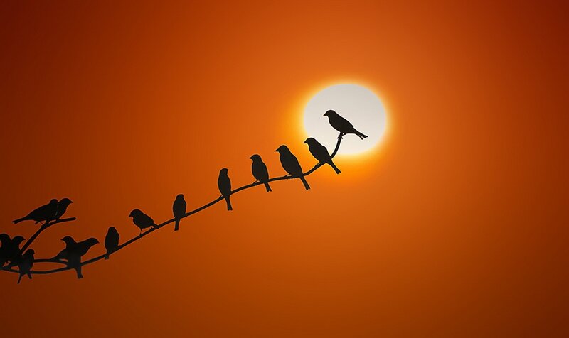 Birds on a Wire — Orange