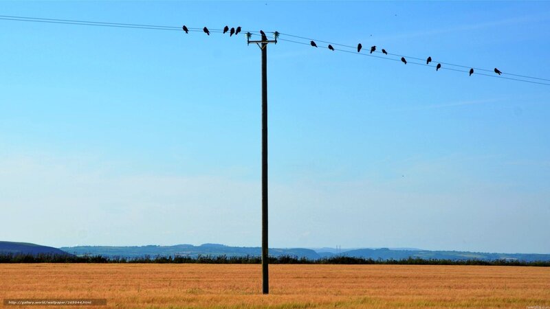 Birds on a wire
