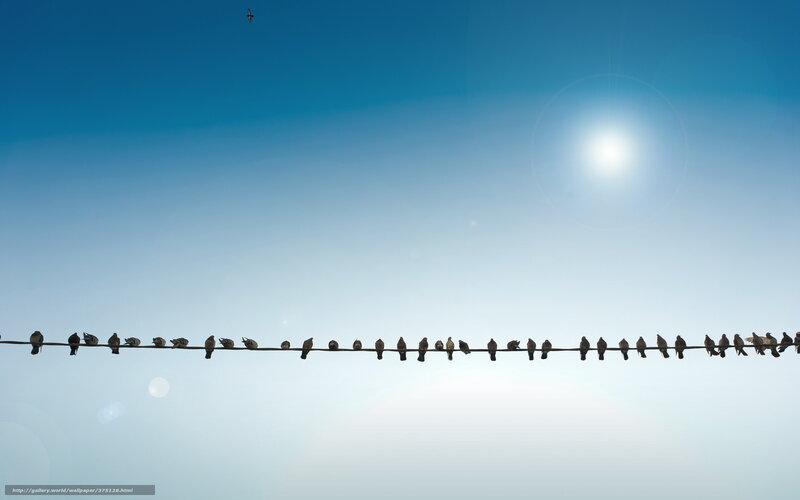 Birds on a wire under sun