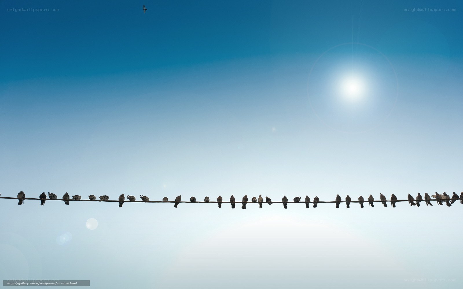 Birds on a wire under sun