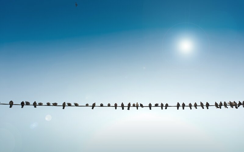 Birds on a wire under the sun