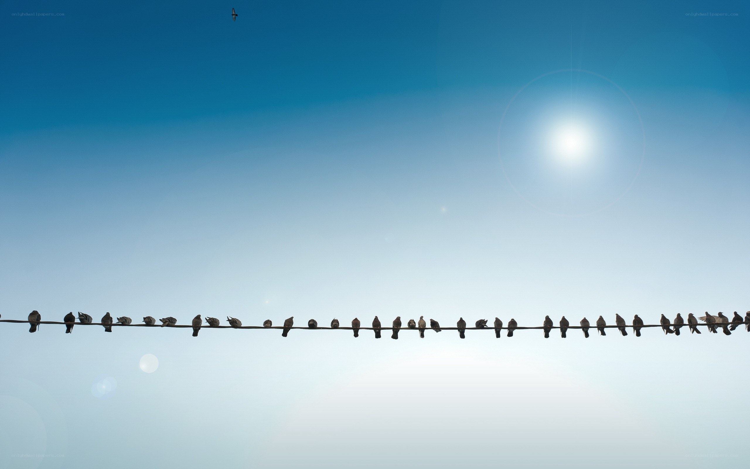 Birds on a wire under the sun