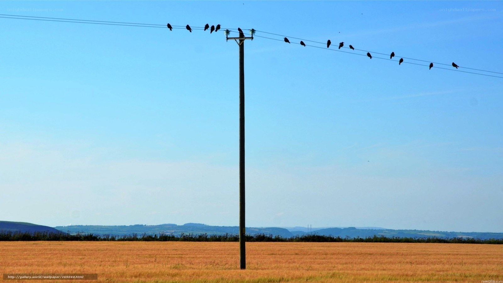 Birds on a wire