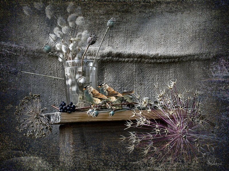 Birds on a wooden shelf