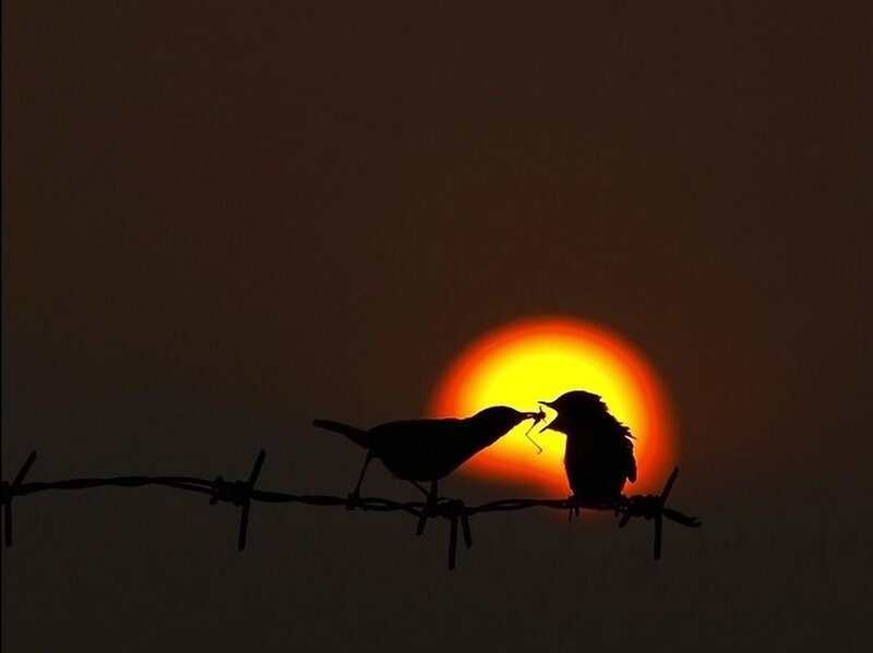 Birds on Barbed Wire — Orange