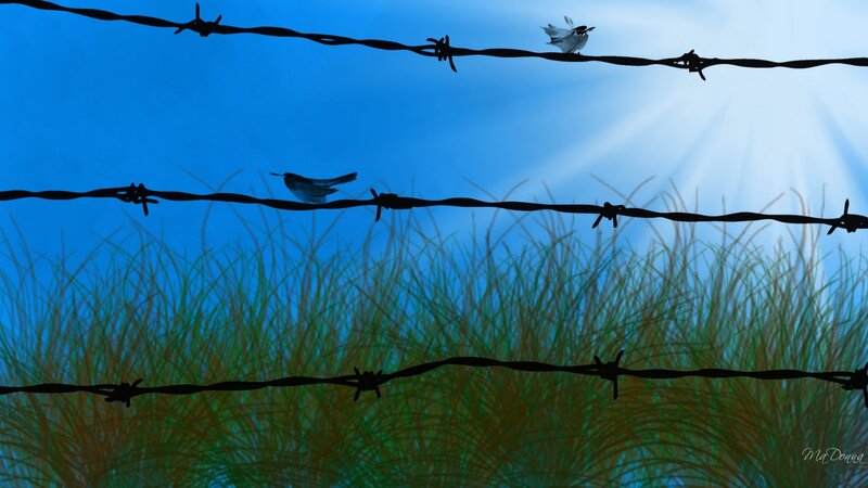 Birds on barbed wire