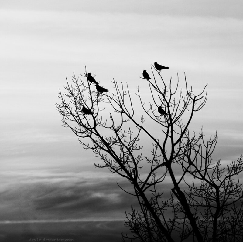 Birds on Bare Branches — Black