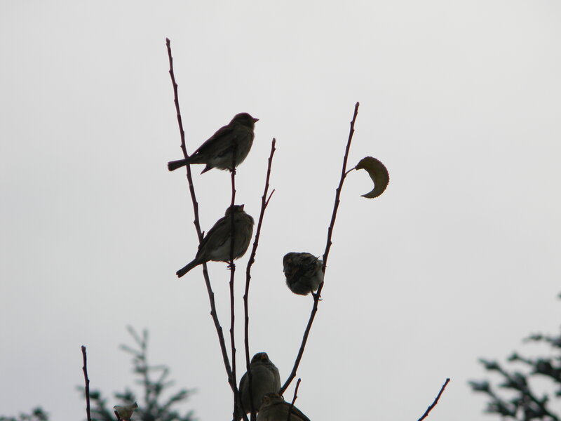 Birds on Bare Branches — Gray