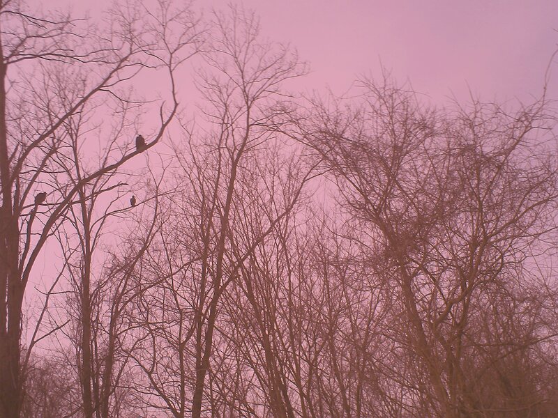 Birds on Bare Branches — Pink