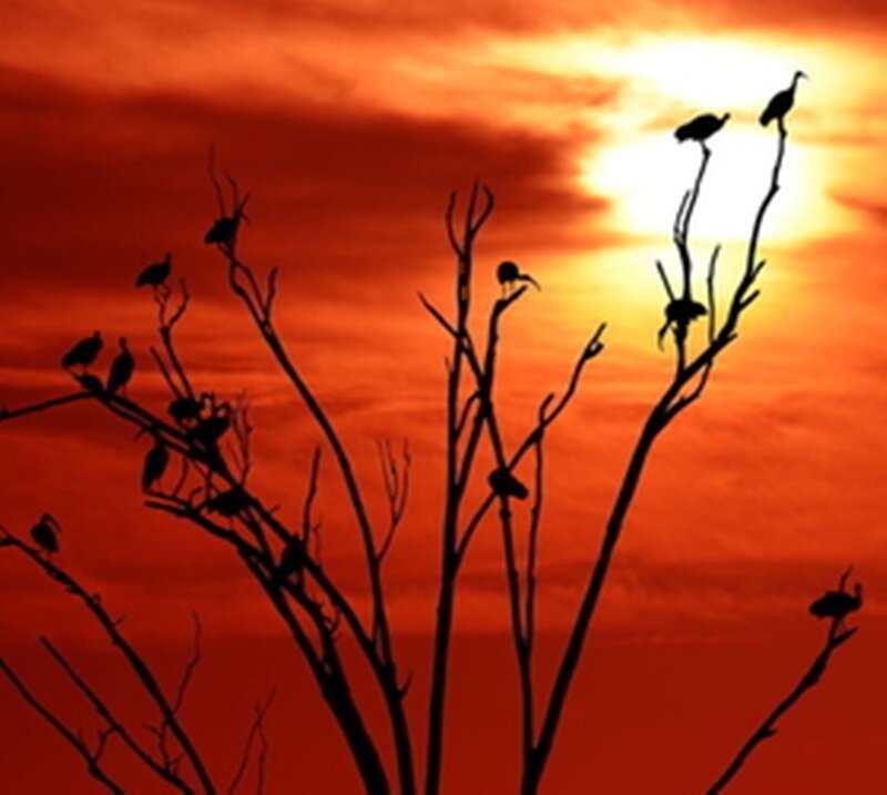 Birds on Bare Branches — Red