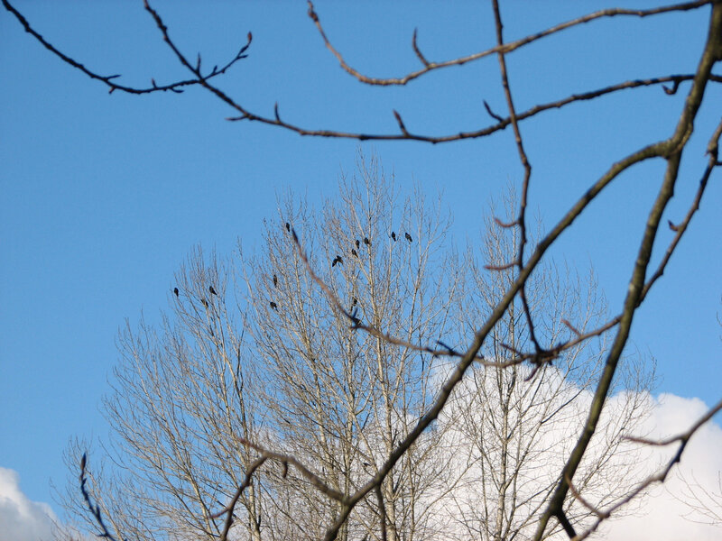 Birds on Bare Branches