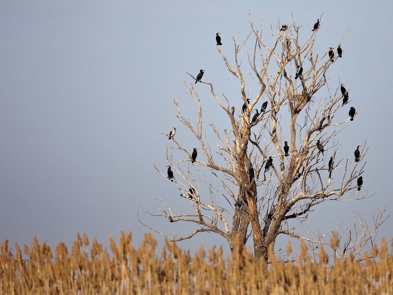 Birds on Bare Tree — Brown