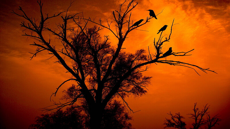 Birds on Bare Tree — Orange