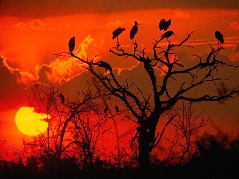 Birds on Bare Tree — Red, Dramatic, Sunset
