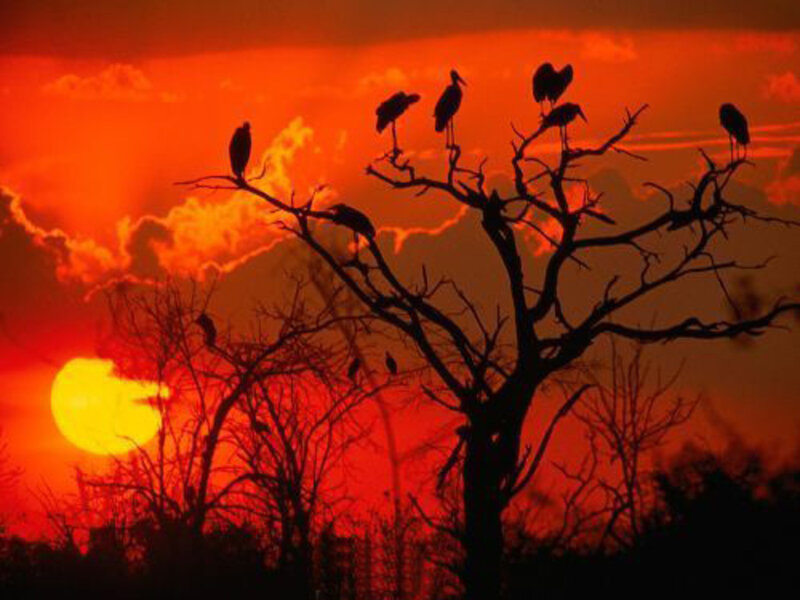 Birds on Bare Tree — Red, Dramatic