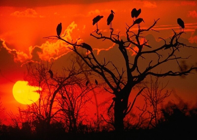 Birds on Bare Tree — Red