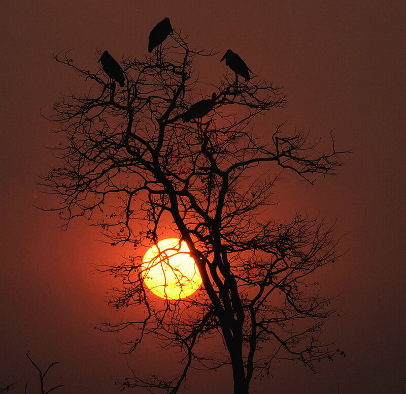 Birds on Bare Tree
