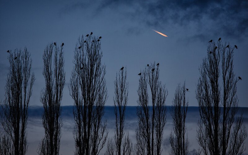 Birds on Bare Trees
