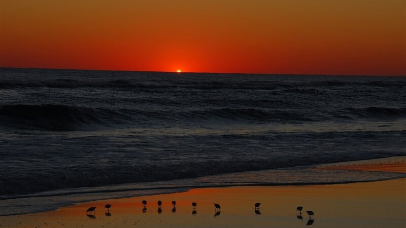 Birds on Beach at Sunset — Orange