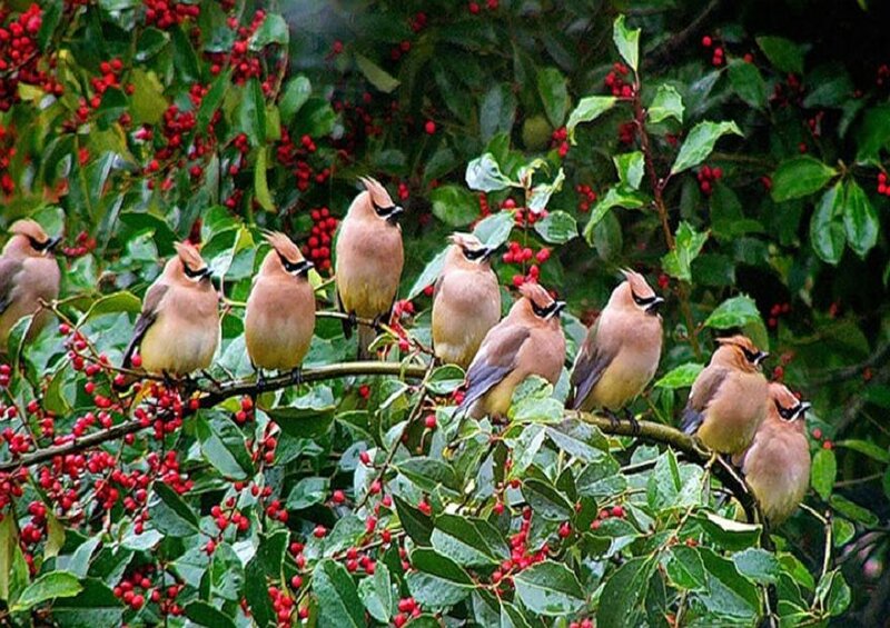 Birds on Berry Bush