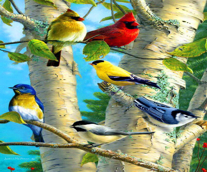 Birds on Birch Tree