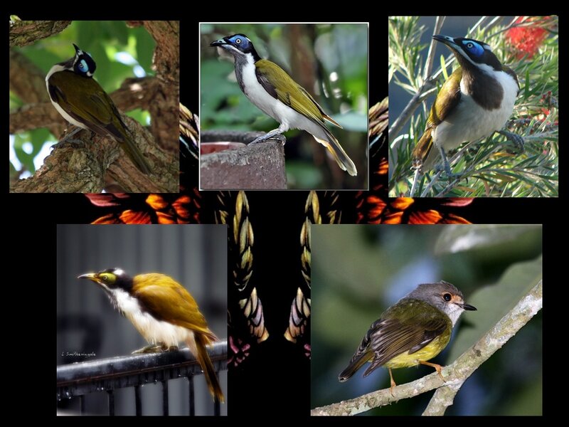 Birds on Branches — Green