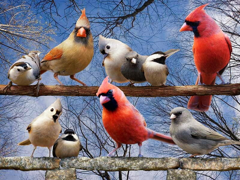 Birds on Branches — Red