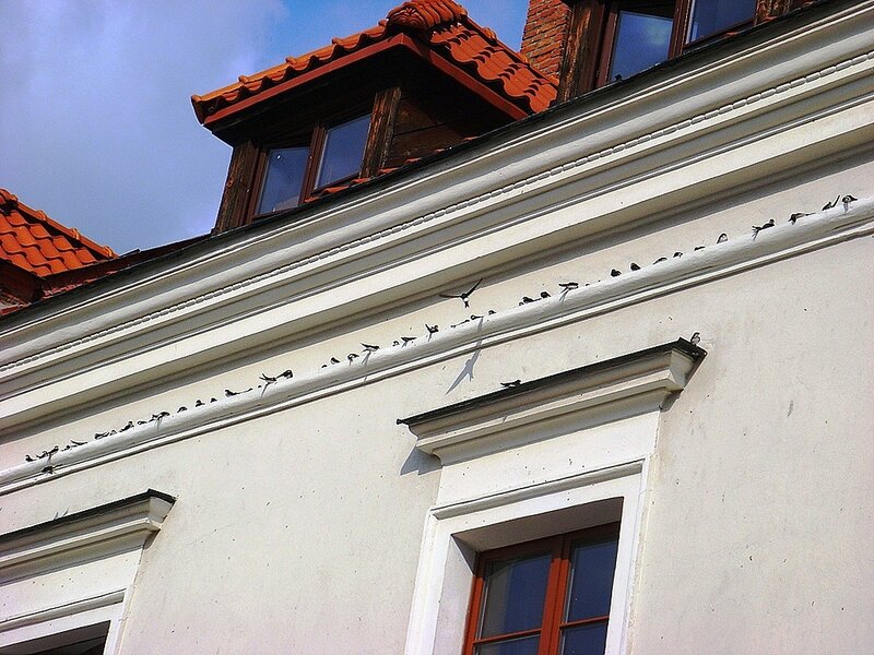 Birds on Building Ledge
