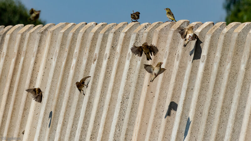 Birds on Concrete Wall