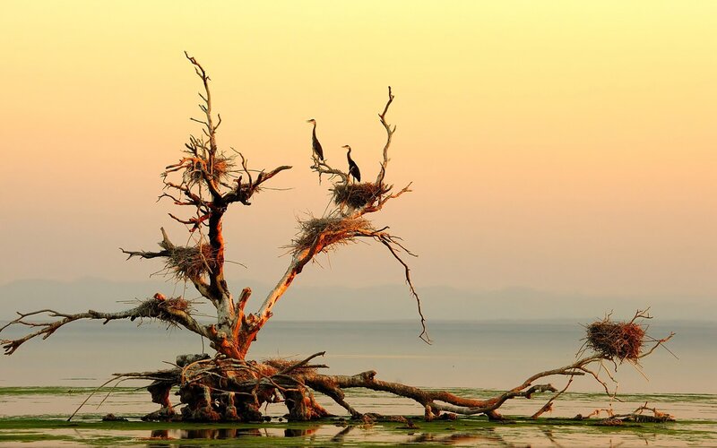 Birds on Dead Tree