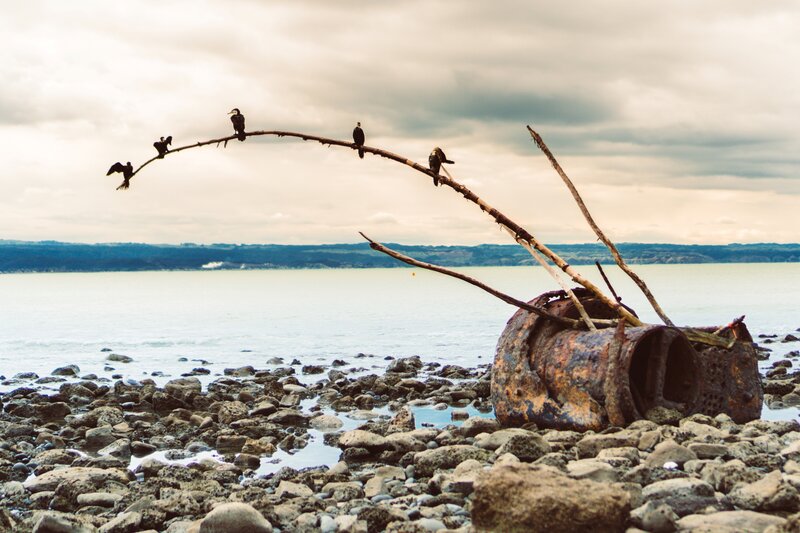 Birds on Driftwood